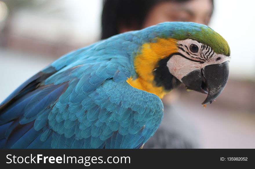 Bird, Parrot, Beak, Macaw