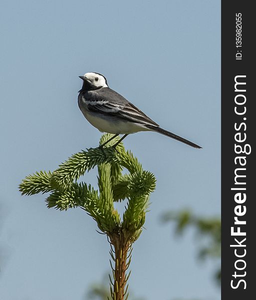 Bird, Fauna, Beak, Lark