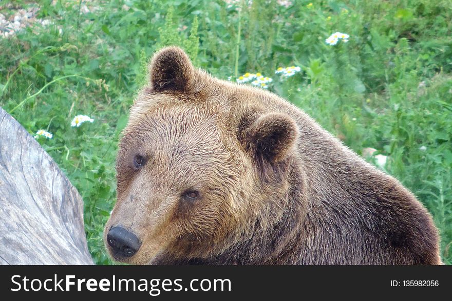 Brown Bear, Terrestrial Animal, Mammal, Bear