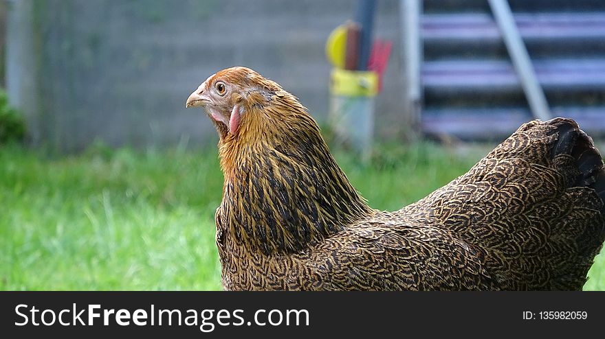 Chicken, Beak, Galliformes, Fauna