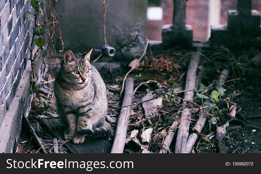 Mammal, Fauna, Cat, Small To Medium Sized Cats