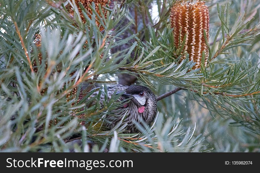 Plant, Flora, Tree, Bird