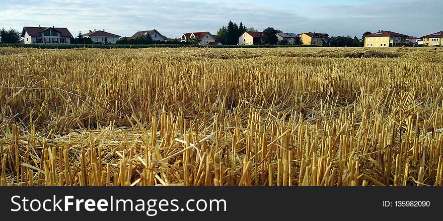 Crop, Field, Grass Family, Grain