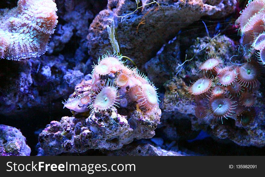 Coral Reef, Reef, Coral, Stony Coral