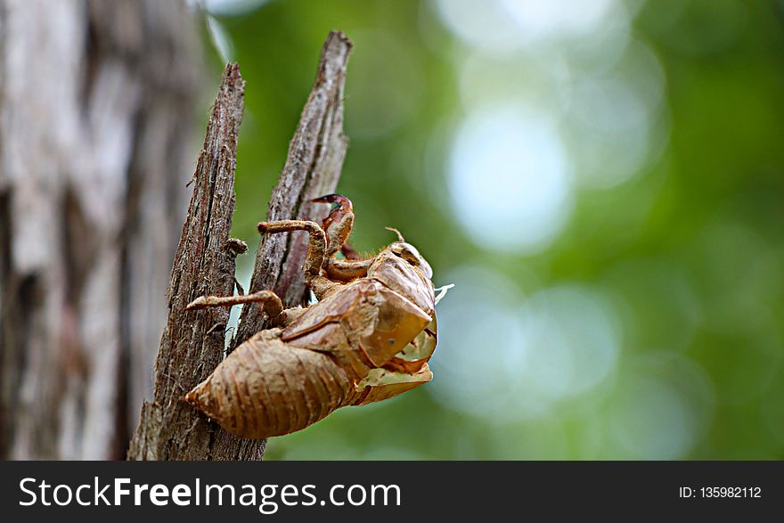 Insect, Invertebrate, Macro Photography, Cicada