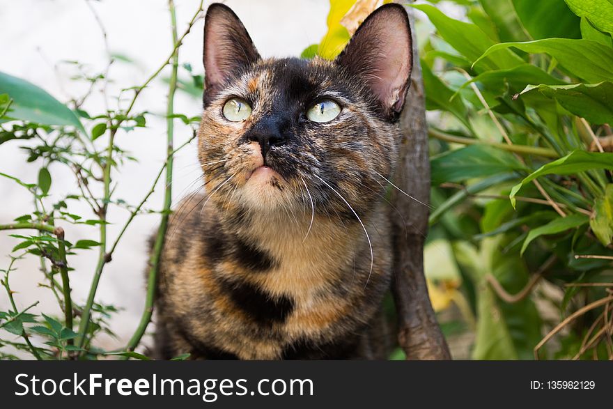 Cat, Whiskers, Fauna, Small To Medium Sized Cats