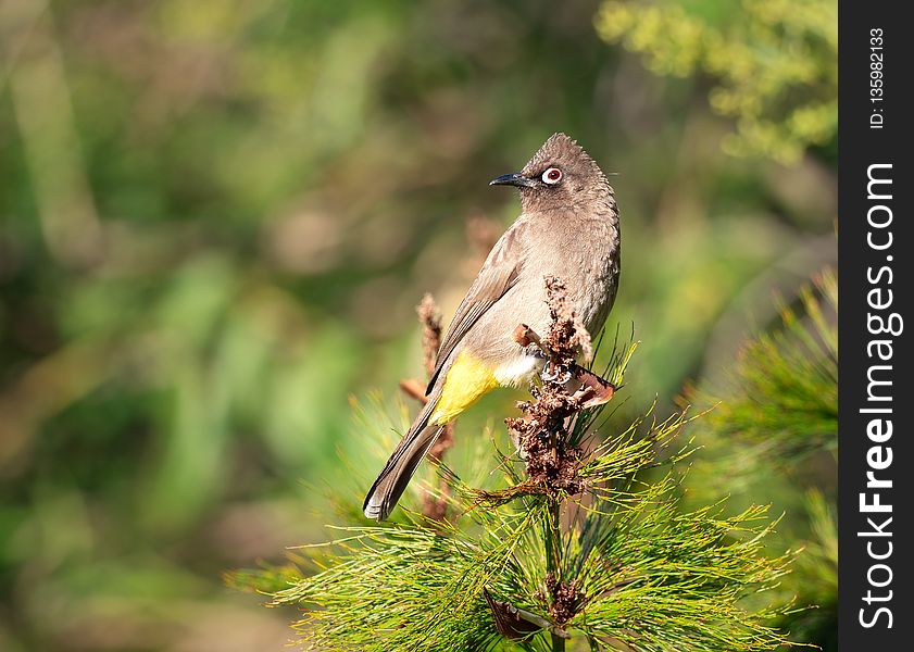 Bird, Fauna, Ecosystem, Beak