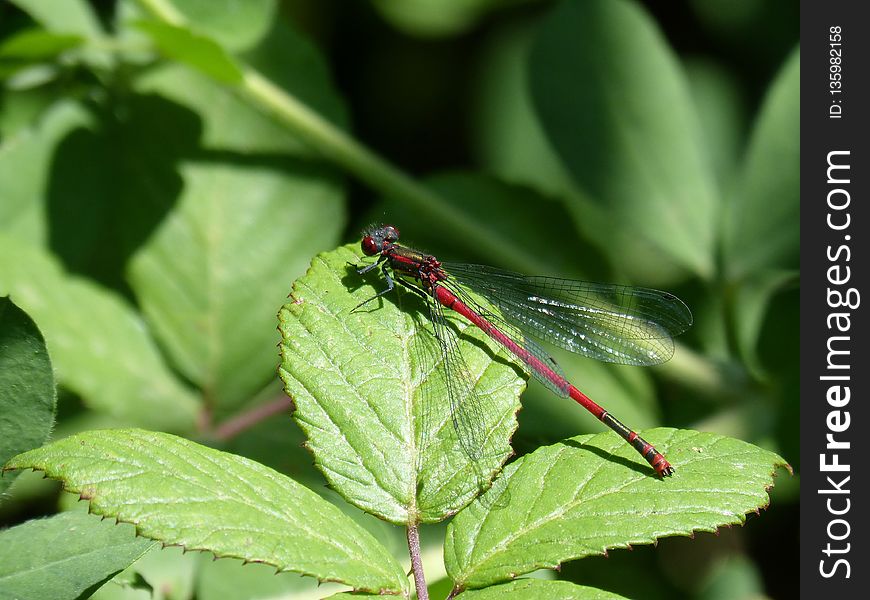 Insect, Damselfly, Dragonflies And Damseflies, Leaf