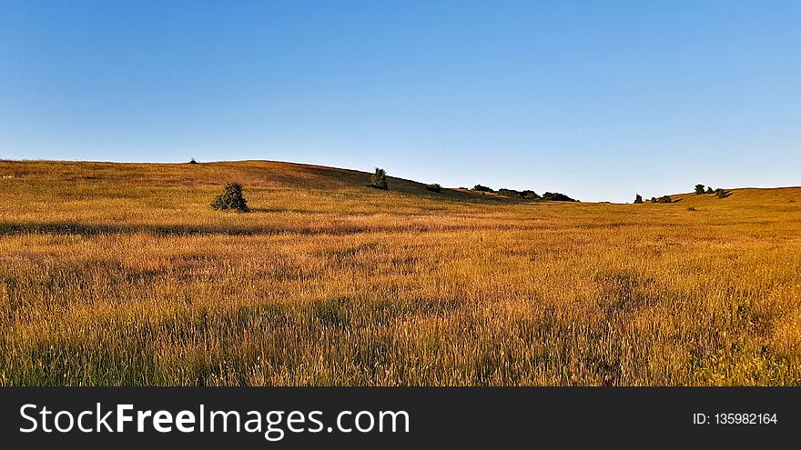 Grassland, Prairie, Ecosystem, Plain