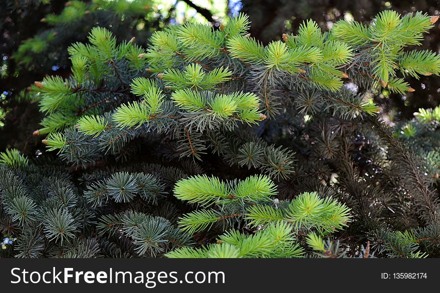 Vegetation, Ecosystem, Tree, Pine Family