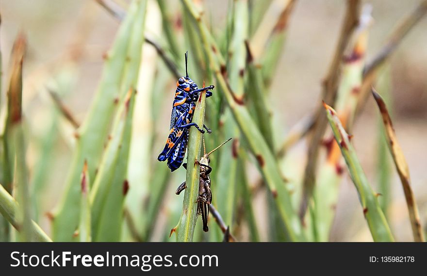 Insect, Invertebrate, Damselfly, Fauna