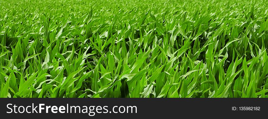 Grass, Field, Grass Family, Crop