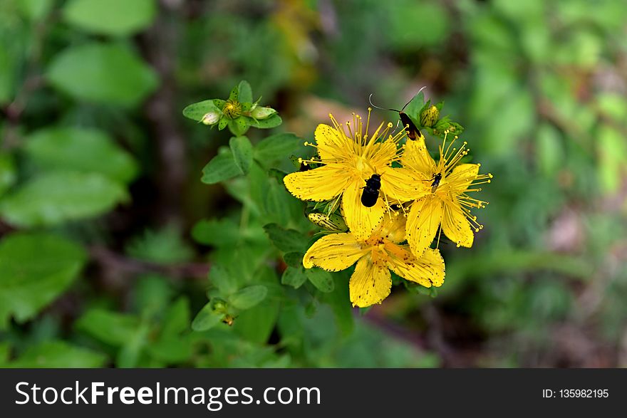 Flower, Flora, Plant, Hypericum