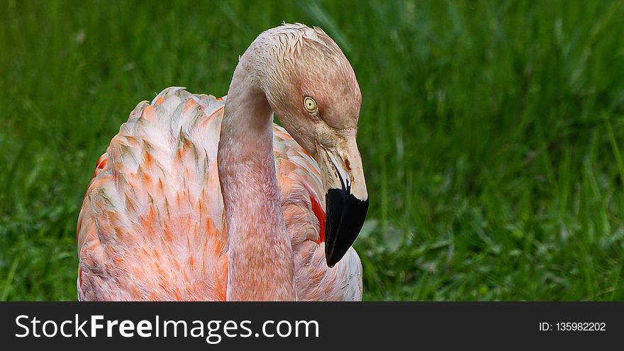 Beak, Bird, Water Bird, Fauna