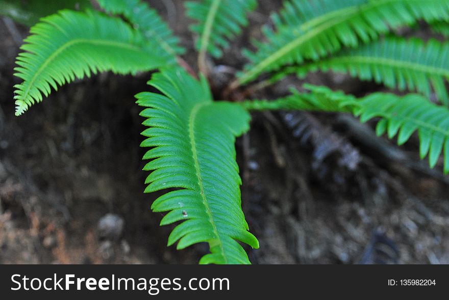 Plant, Vegetation, Ferns And Horsetails, Leaf