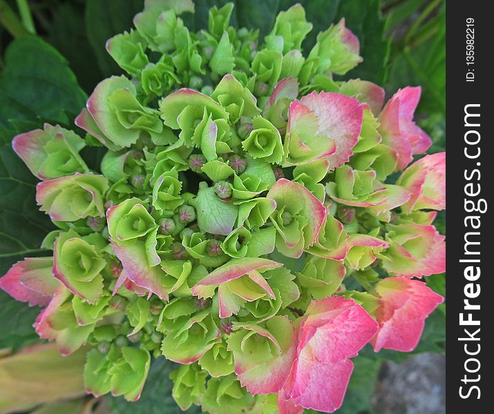 Plant, Flower, Hydrangea, Hydrangeaceae