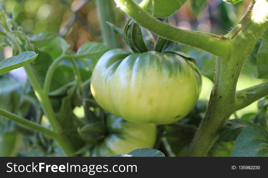 Bush Tomato, Local Food, Fruit, Potato And Tomato Genus
