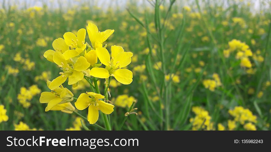 Rapeseed, Flower, Yellow, Mustard Plant