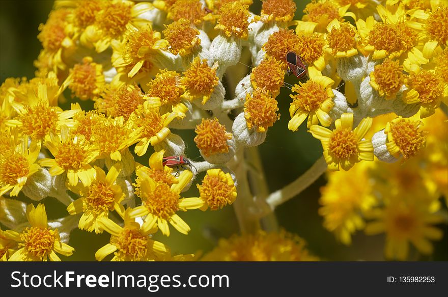 Flower, Pollen, Honey Bee, Nectar