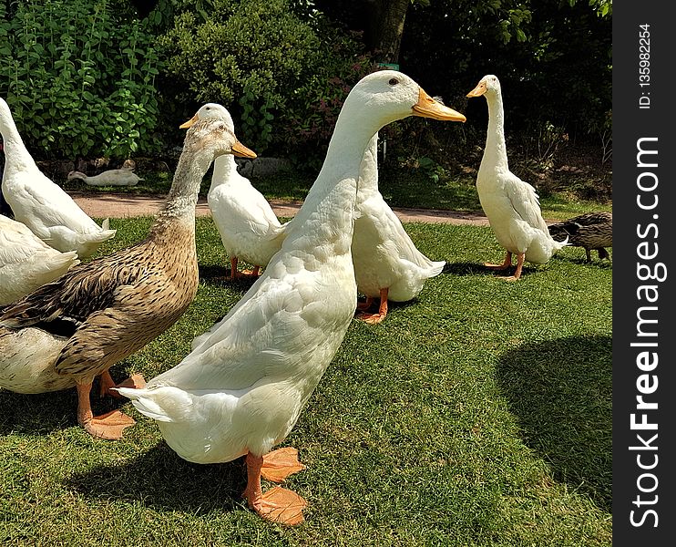 Duck, Bird, Water Bird, Ducks Geese And Swans