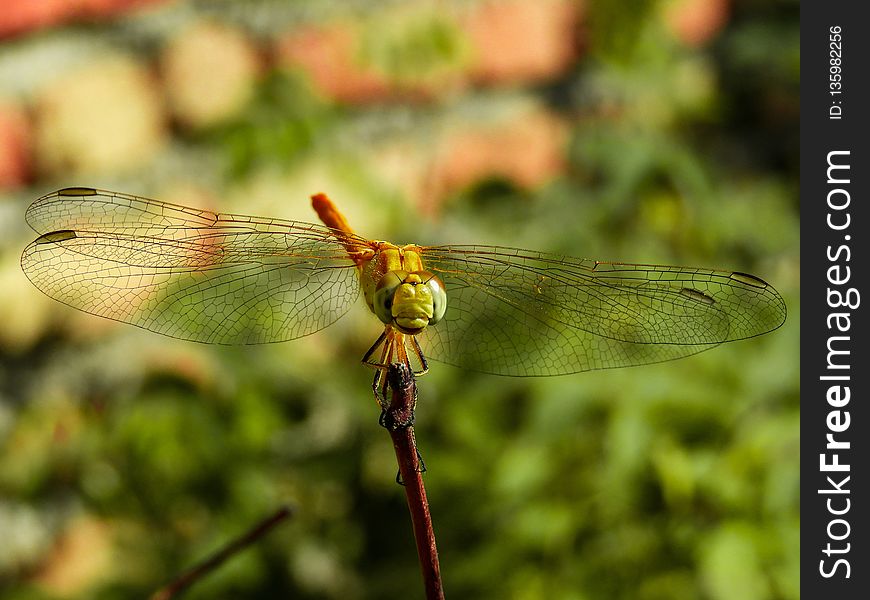 Dragonfly, Insect, Dragonflies And Damseflies, Wildlife