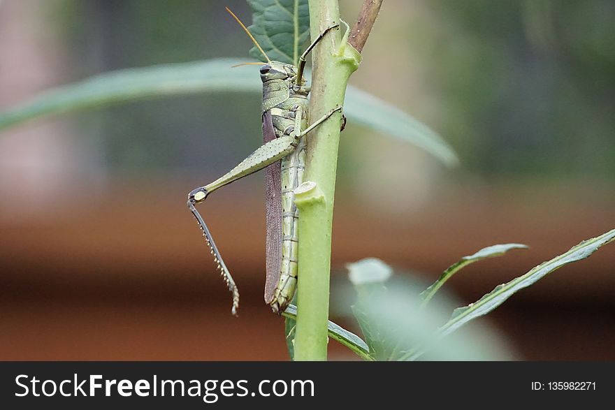 Insect, Damselfly, Invertebrate, Fauna