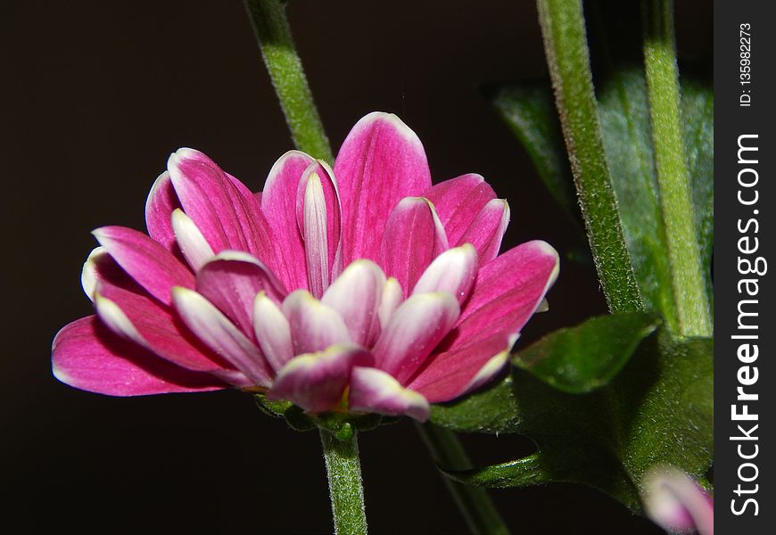 Flower, Plant, Flora, Close Up