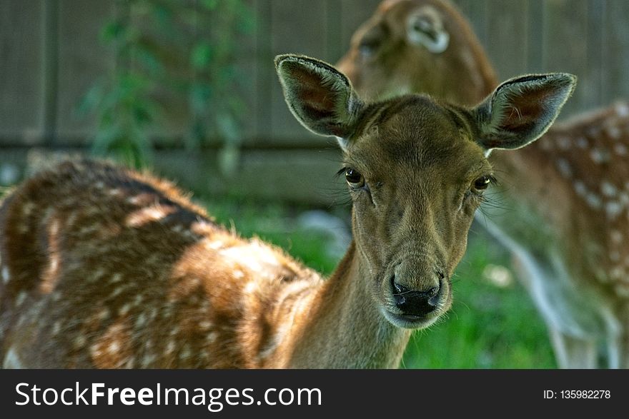 Wildlife, Deer, Fauna, Terrestrial Animal