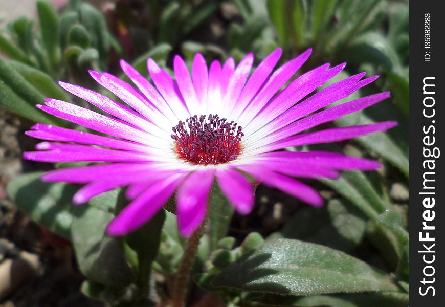 Flower, Pigface, Plant, Ice Plant