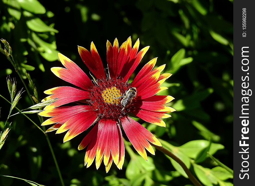 Flower, Blanket Flowers, Flora, Nectar