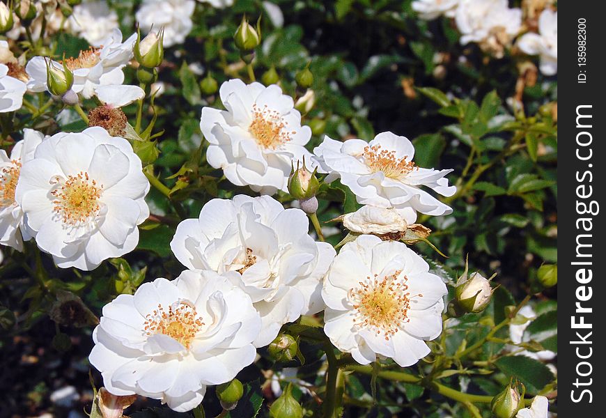 Flower, Rose Family, Rose, Flowering Plant