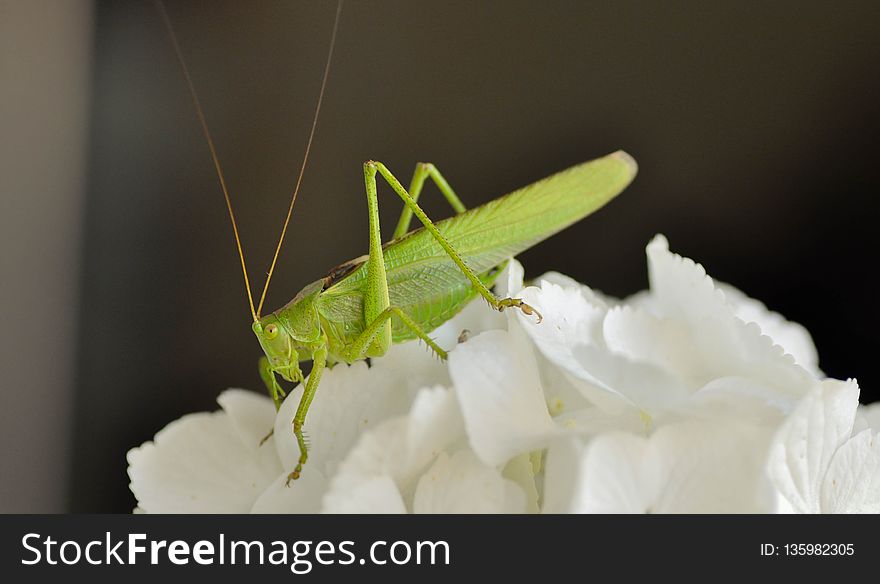 Insect, Grasshopper, Cricket Like Insect, Invertebrate