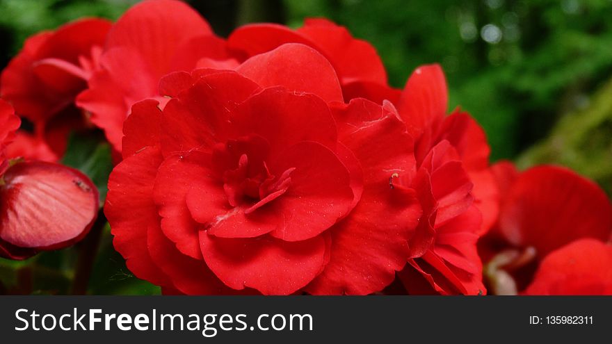 Flower, Red, Plant, Floribunda