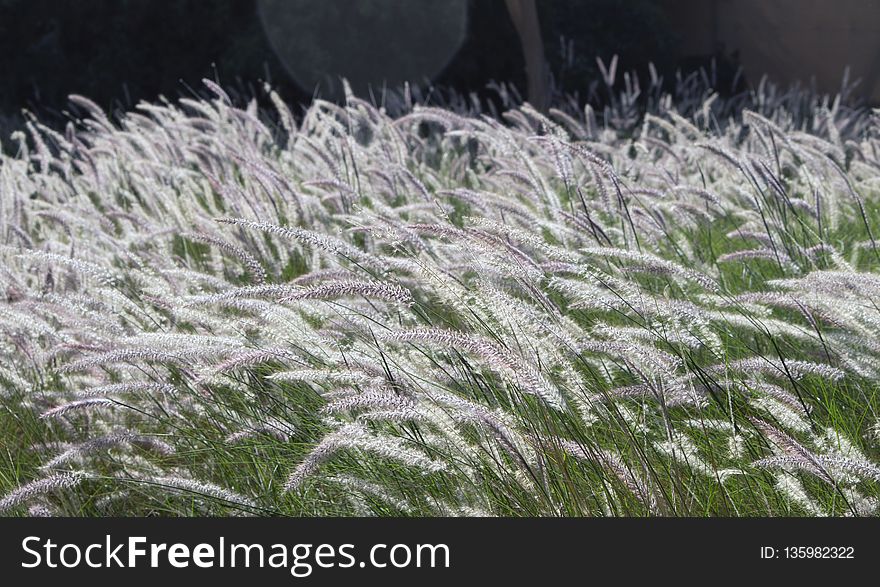 Grass, Frost, Grass Family, Freezing