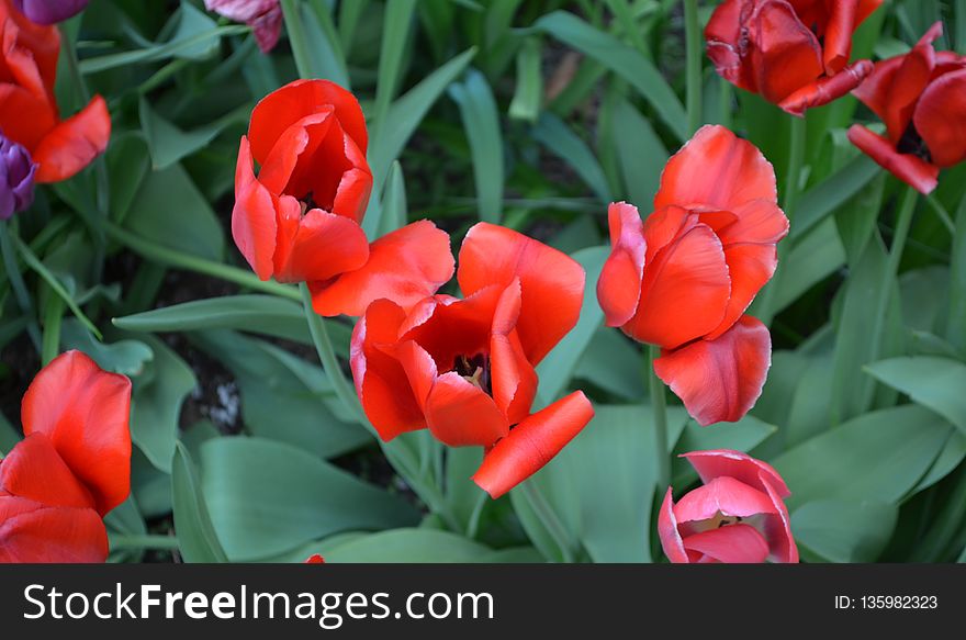 Flower, Plant, Flowering Plant, Tulip