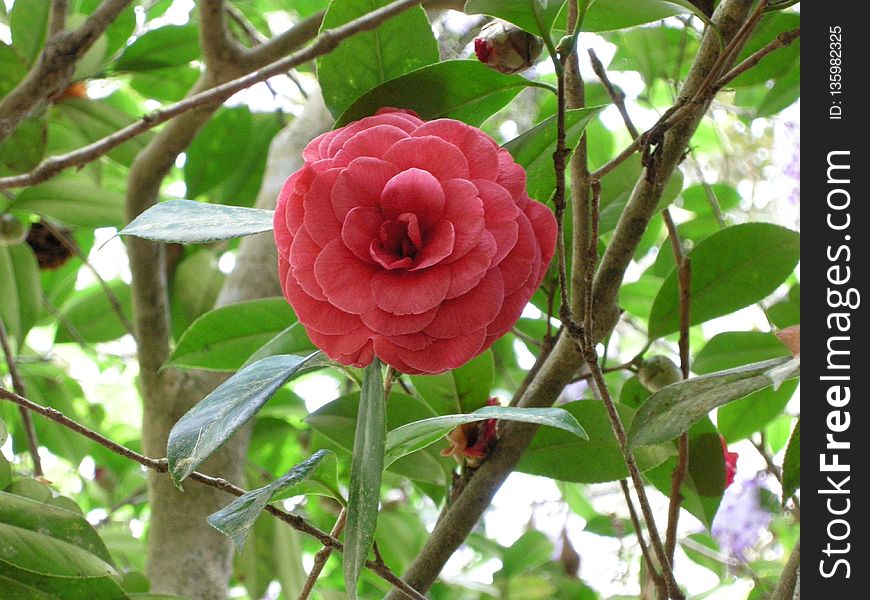 Plant, Flower, Flora, Japanese Camellia