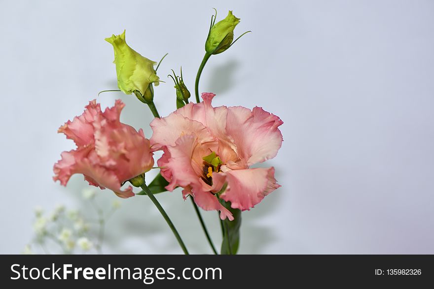 Flower, Pink, Flowering Plant, Plant