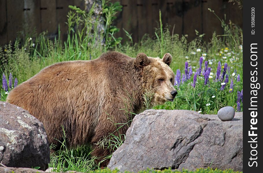 Terrestrial Animal, Brown Bear, Wilderness, Wildlife