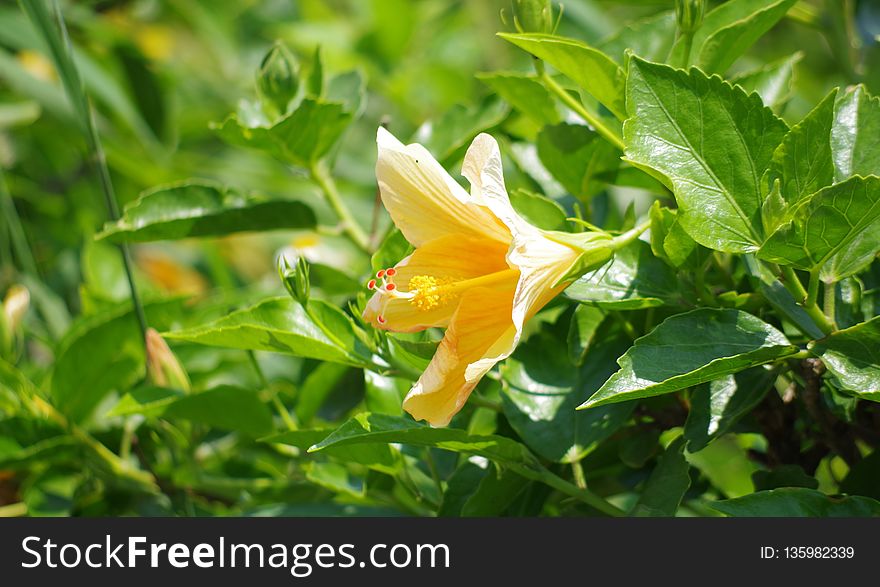 Plant, Flower, Flora, Flowering Plant