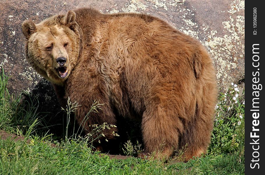 Brown Bear, Grizzly Bear, Terrestrial Animal, Bear