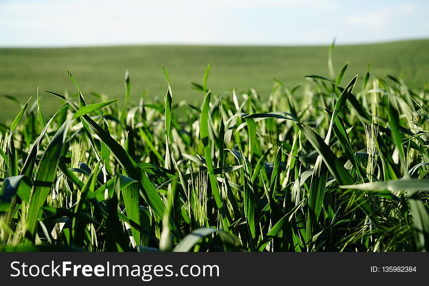 Grass, Crop, Field, Agriculture
