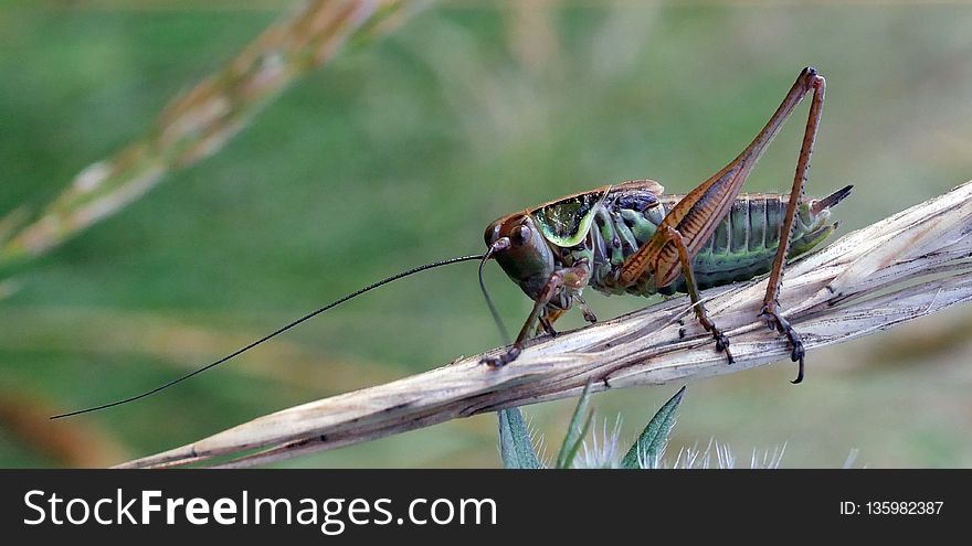 Insect, Invertebrate, Cricket Like Insect, Grasshopper