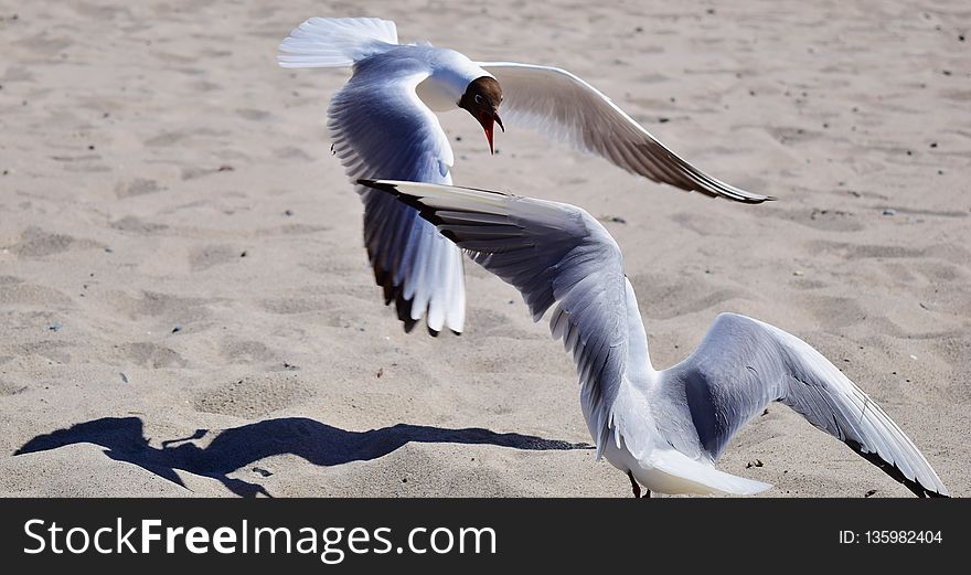 Bird, Seabird, Gull, Beak