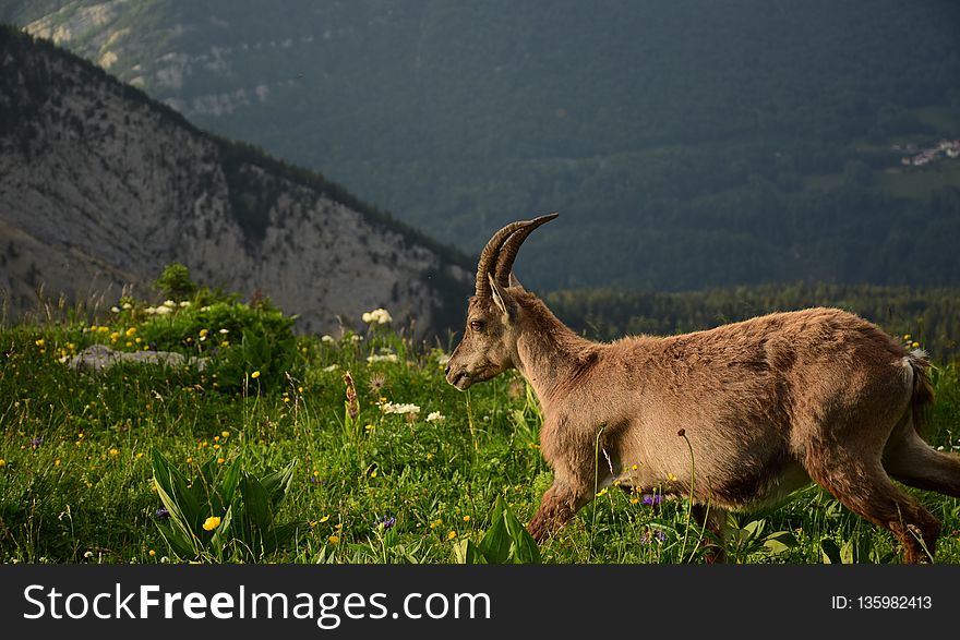 Wildlife, Fauna, Goats, Grassland