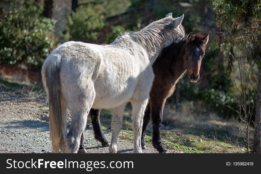 Horse, Mare, Horse Like Mammal, Mane