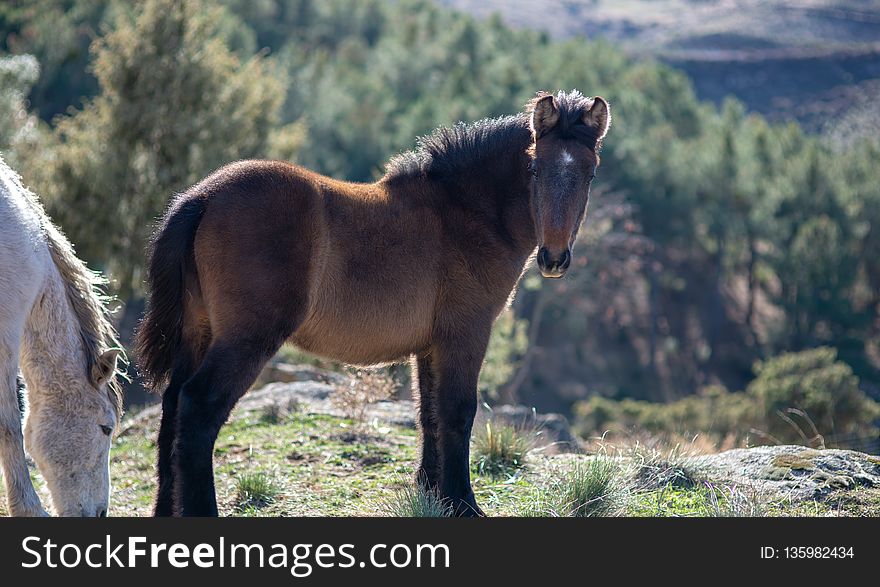 Horse, Mane, Horse Like Mammal, Mustang Horse