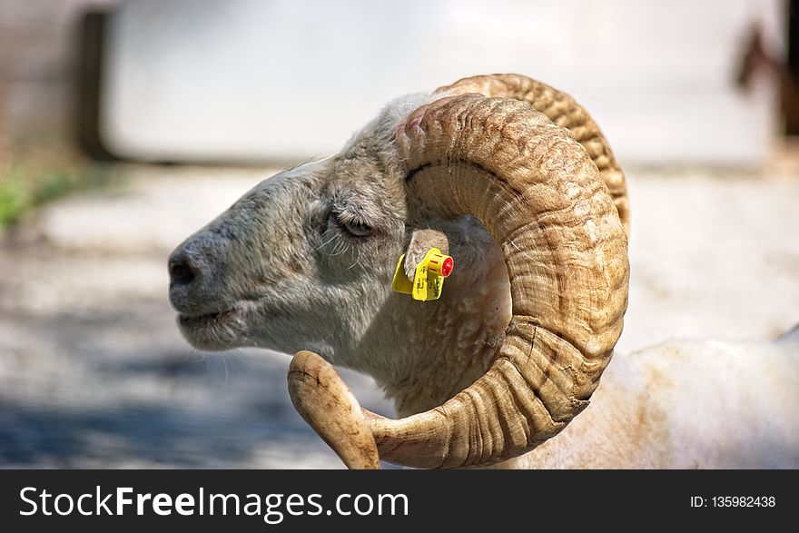 Horn, Sheep, Terrestrial Animal, Argali