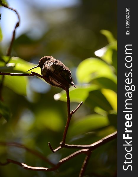 Bird, Fauna, Beak, Leaf