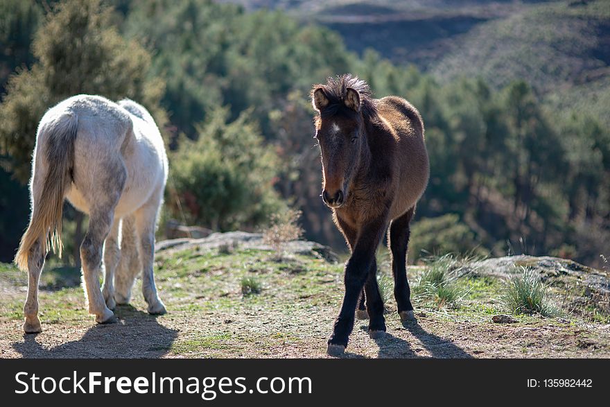 Wildlife, Wilderness, Horse Like Mammal, Horse