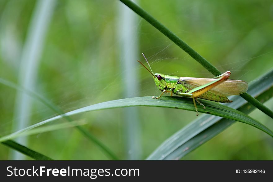 Insect, Damselfly, Dragonfly, Invertebrate